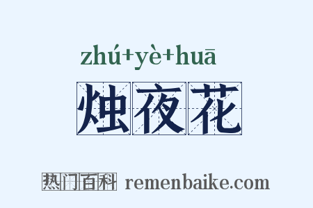 烛夜花是什么意思的图片